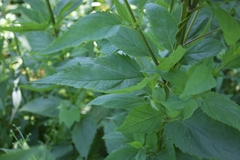 Zizia aurea