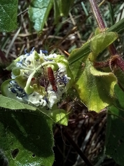 Tettigoniidae