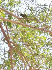 Myiopsitta monachus