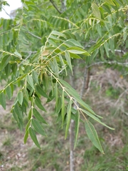 Juglans major
