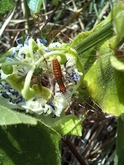 Tettigoniidae