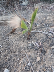 Washingtonia robusta
