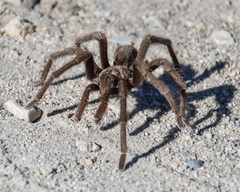 Aphonopelma iodius