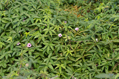 Ipomoea heptaphylla