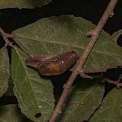 Helicarionoidea