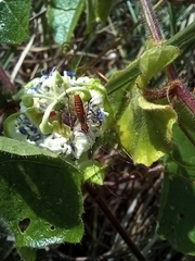 Tettigoniidae