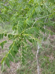 Juglans major