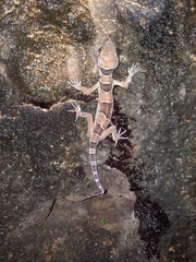 Cyrtodactylus lekaguli
