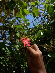 Passiflora glandulosa