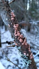 Aleurodiscus amorphus