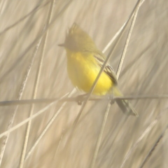 Pseudocolopteryx sclateri