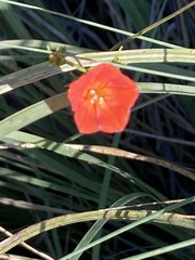 Ipomoea cristulata