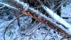 Aleurodiscus amorphus