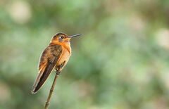 Aglaeactis cupripennis