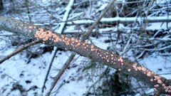 Aleurodiscus amorphus