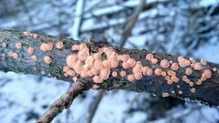 Aleurodiscus amorphus