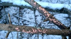 Aleurodiscus amorphus