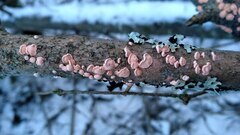 Aleurodiscus amorphus