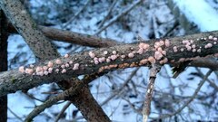 Aleurodiscus amorphus