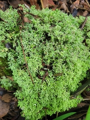 Cladonia ceratophylla