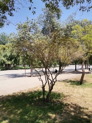 Magnoliopsida