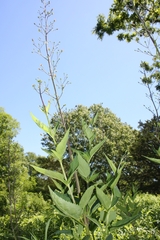 Scrophularia lanceolata