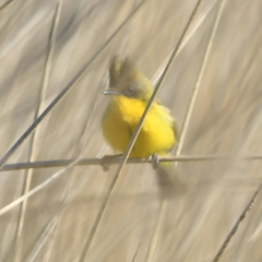 Pseudocolopteryx sclateri