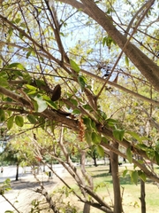 Magnoliopsida