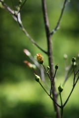 Scrophularia lanceolata