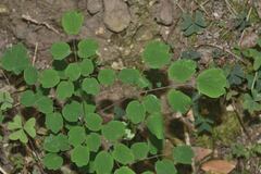 Thalictrum strigillosum