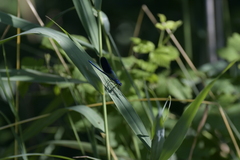 Calopteryx splendens caprai