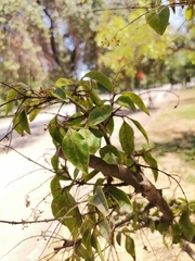 Magnoliopsida