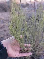 Baccharis sarothroides