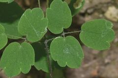 Thalictrum strigillosum