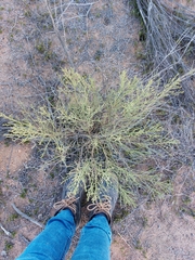 Baccharis sarothroides