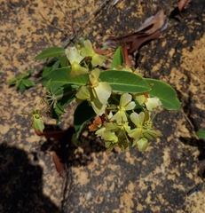 Angiospermae