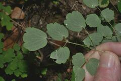 Thalictrum strigillosum