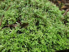 Cladonia ceratophylla
