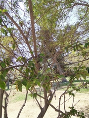 Magnoliopsida