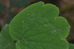 Thalictrum strigillosum