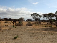Giraffa camelopardalis tippelskirchi