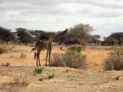 Giraffa camelopardalis tippelskirchi