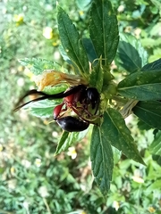 Zethus mexicanus