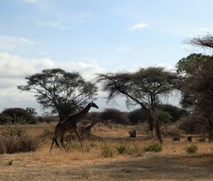 Giraffa camelopardalis tippelskirchi