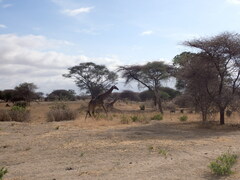Giraffa camelopardalis tippelskirchi