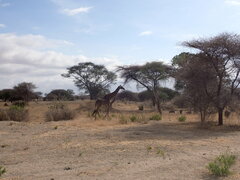 Giraffa camelopardalis tippelskirchi
