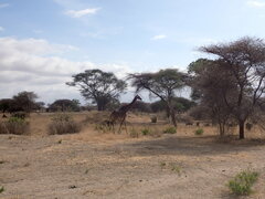 Giraffa camelopardalis tippelskirchi
