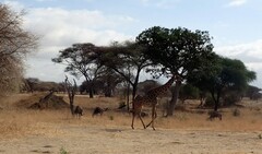 Giraffa camelopardalis tippelskirchi