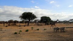 Giraffa camelopardalis tippelskirchi