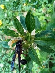 Zethus mexicanus